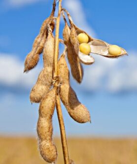 Champ de soja bio en France — approvisionnement local et traçabilité French Protein Isolate